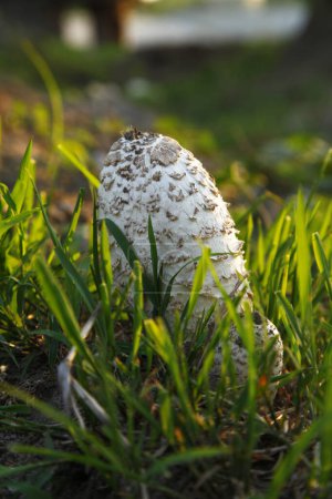 Été dans la forêt croissance de champignons sauvages, champignons 
