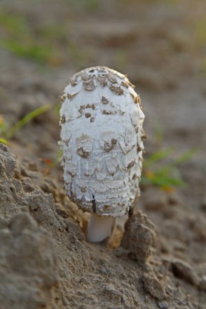 Été dans la forêt croissance de champignons sauvages, champignons 