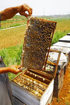 El panal y las abejas