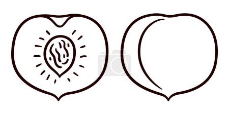 Handgezeichnetes Pfirsich-Doodle, Schwarz-Weiß-Linienkunst. Ganze und geschnittene Früchte. Einfache Cartoon-Zeichnung, Vektor-Clip-Art-Illustration.