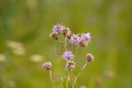 Photo for Close-up of creeping thistle flowers with green blurred background - Royalty Free Image