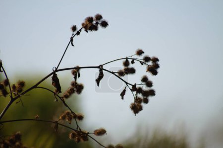 Photo for Close-up of dried woolly burdock seeds with blue sky on background - Royalty Free Image