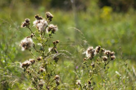 Photo for Close-up of fluffy creeping thistle seeds with selective focus on foreground - Royalty Free Image