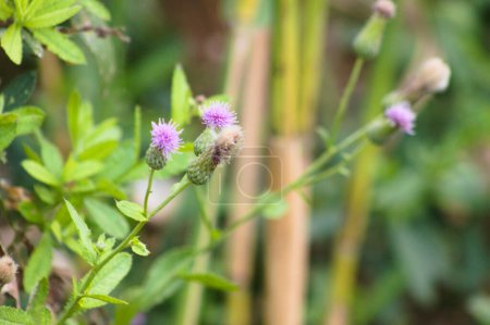 Photo for Close-up of creeping thistle flowers with blurred background - Royalty Free Image