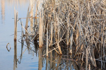Foto de Primer plano de caña común marrón seca que refleja en el agua - Imagen libre de derechos
