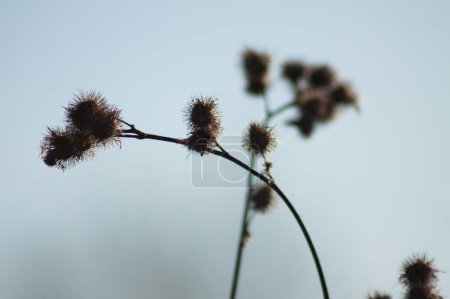 Photo for Close-up of dried woolly burdock seeds with blue sky on background - Royalty Free Image