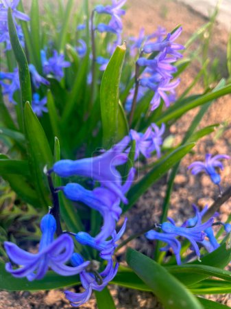 Téléchargez les photos : Gros plan sur les fleurs de jacinthe commune avec un accent sélectif sur le premier plan - en image libre de droit