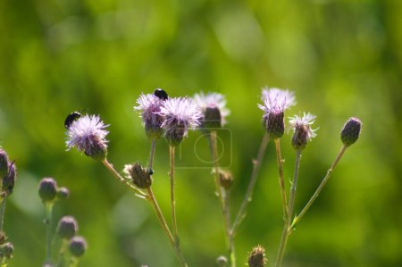 Photo for Close-up of creeping thistle flowers with green blurred plants on background - Royalty Free Image