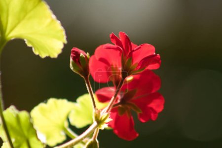 Téléchargez les photos : Gros plan de la fleur de géranium zonale rouge avec un fond flou foncé - en image libre de droit