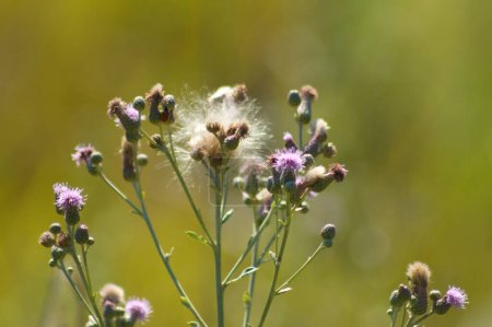 Photo for Close-up of creeping thistle buds with green blurred background - Royalty Free Image
