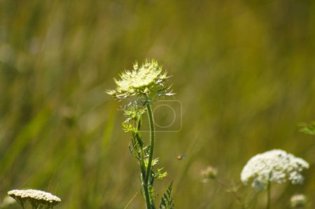Close-up of wild carrot flower with selective focus on foreground