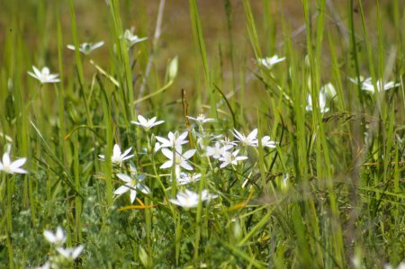 Photo for Close-up of garden star of bethlehem flowers with selective focus on foreground - Royalty Free Image
