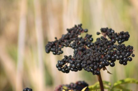 Nahaufnahme von schwarzen Zwerg-Holunderfrüchten mit verschwommenem Hintergrund
