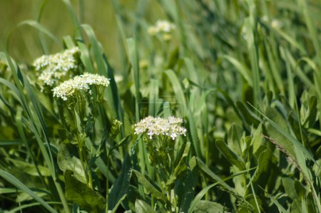 Nahaufnahme von Whitetop-Blumen mit selektivem Fokus auf den Vordergrund