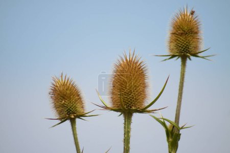 Close-up of brown cutleaf teasel seeds with blue sky on background