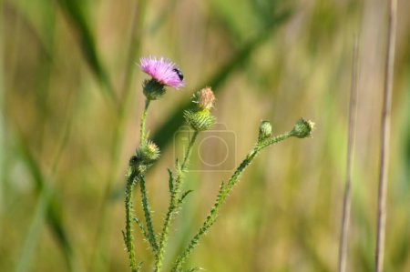 Close-up of spiny plumeless thistle flowers with green blurred background