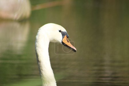 Close-up of white swan head with blurred lake on background