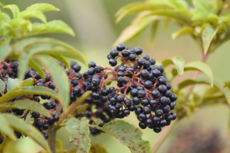 Close-up of dwarf elder black fruits with selective focus on foreground