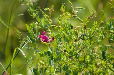 Close-up of tuberous pea flower with selective focus on foreground