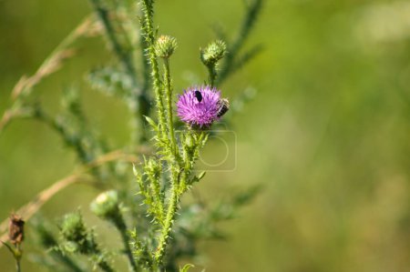 Close-up of spiny plumeless thistle flower with green blurred plants on background