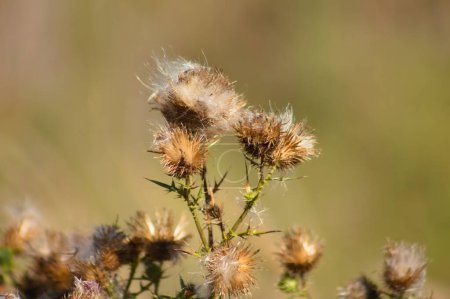 Close-up of fluffy brown bull thistle seeds with blurred background