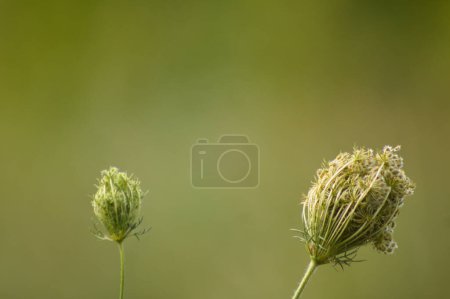 Close-up of green wild carrot bud with green blurred background