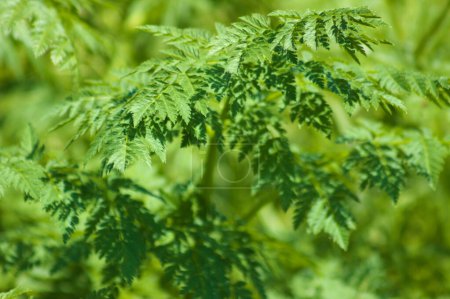 Nahaufnahme von grünen Gift-Schierlingsblättern mit selektivem Fokus auf den Vordergrund