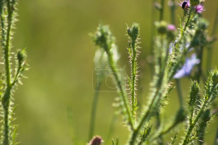 Close-up of spiny plumeless thistle buds with green blurred plants on background