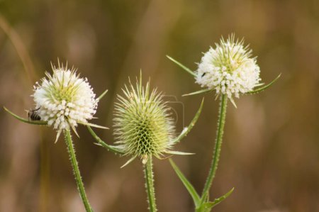 Close-up of three green white cutleaf teasel seeds with blurred background