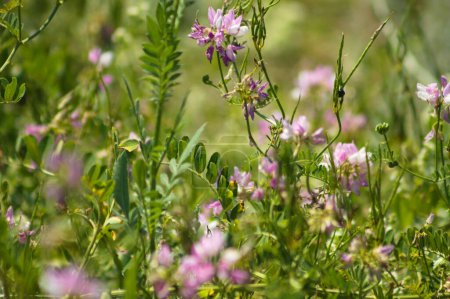 Close-up of common crownvetch flowers with selective focus on foreground