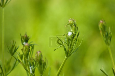 Close-up of cleavers flowers with green blurred background