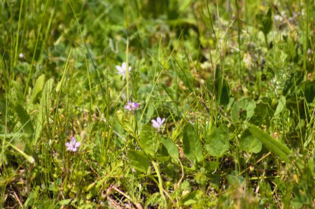 Close-up of common stork's bill flowers with selective focus on foreground