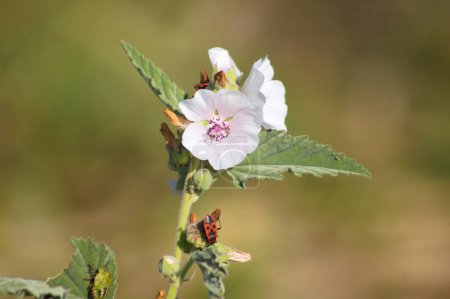 Close-up of marsh mallow flower with blurred background