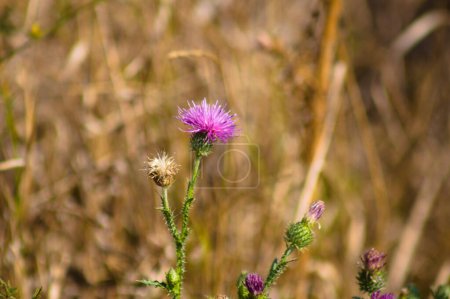 Close-up of spiny plumeless thistle flower with yellow blurred vegetation on background