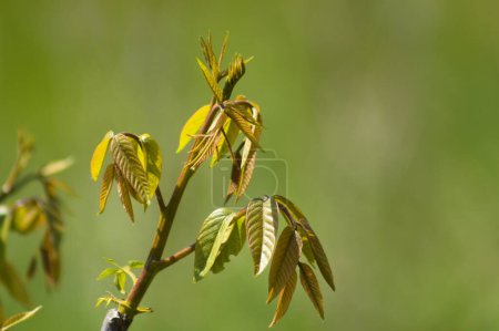 Nahaufnahme von neuen Blättern aus englischem Walnussbaum mit grün verschwommenem Hintergrund