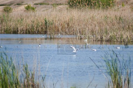 Téléchargez les photos : Gros plan de l'eau du lac ondulé avec des oiseaux dessus - en image libre de droit