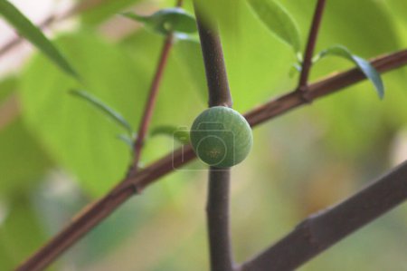 Close-up of green common fig fruit on branch with green blurred background