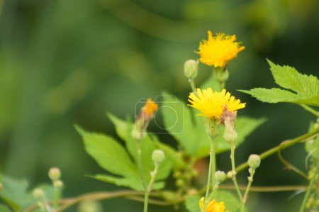 Close-up of perennial sow thistle flowers with green blurred plants on background