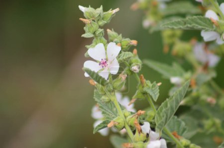 Close-up of marsh-mallow flowers with selective focus on foreground