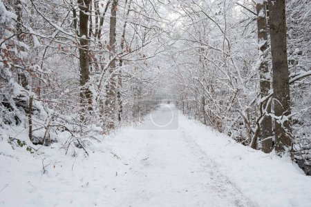 Photo for Snow covered forest in mountains - Royalty Free Image