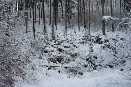 Foto de Cubierta forestal en las montañas de nieve - Imagen libre de derechos