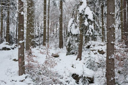 Foto de Cubierta forestal en las montañas de nieve - Imagen libre de derechos