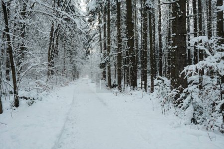 Téléchargez les photos : Couvert forestier dans les montagnes de neige - en image libre de droit