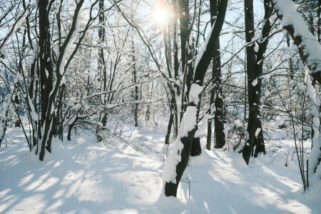 Téléchargez les photos : Arbres couverts de neige dans la forêt de montagne - en image libre de droit