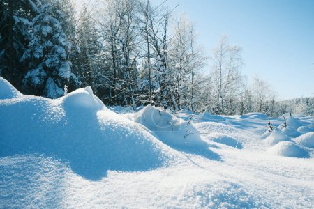 Foto de Árboles cubiertos de nieve en el bosque de montaña - Imagen libre de derechos