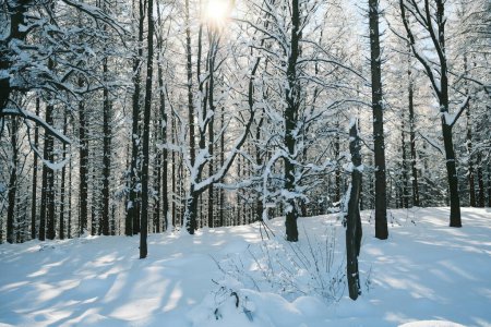 Foto de Árboles cubiertos de nieve en el bosque de montaña - Imagen libre de derechos