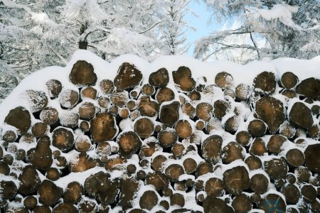 Photo for A pile of wood covered with snow in a forest in winter - Royalty Free Image