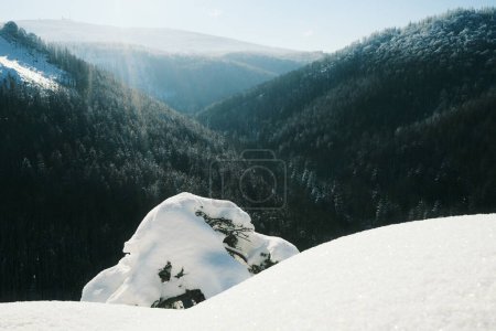 Téléchargez les photos : Un beau paysage de montagne avec des arbres couverts de neige - en image libre de droit