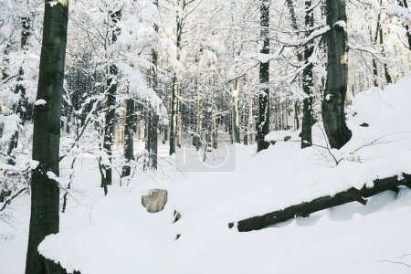Foto de Paisaje del bosque de invierno. hermoso fondo de naturaleza - Imagen libre de derechos