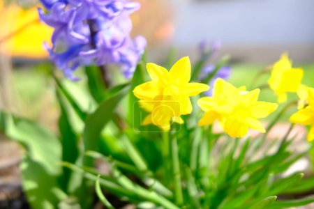 Foto de Primer plano de hermosas flores amarillas en el jardín - Imagen libre de derechos